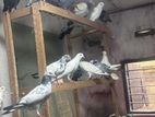Pigeon