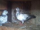 Pigeon