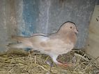 Pigeons