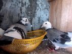 Pigeon