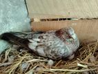 Pigeon