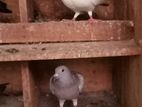 Pigeon