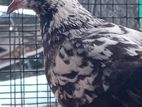 Pigeon