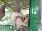 Pigeon