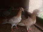 Pigeon