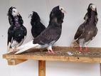 Pigeon