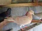 Pigeon