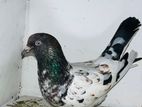 Pigeon