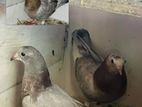 Pigeon