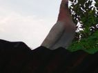 Pigeons