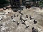Pigeon