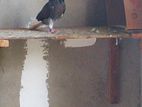 Pigeon