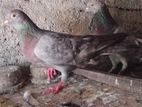 Pigeons