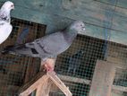 Pigeon