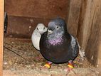 Pigeon