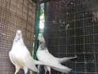 pigeon