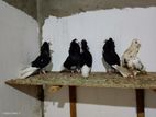 Pigeon