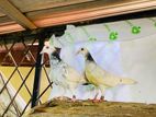 pigeon