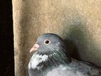 Pigeons