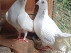Pigeon