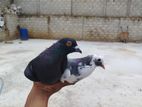 Pigeon