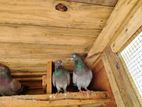 Pigeon