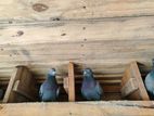 Pigeon
