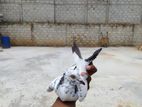 Pigeon