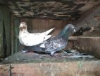Pigeon