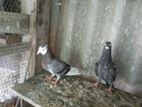 Pigeon