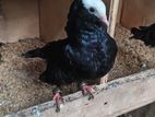 Pigeon