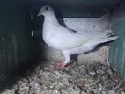Pigeons