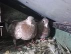 Pigeons