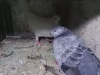Pigeon
