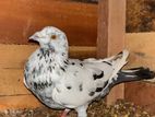Pigeon