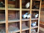 pigeon