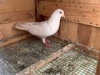 Pigeon