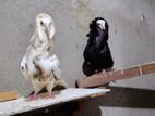 Pigeon