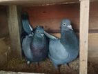 Pigeon