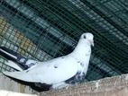 Pigeon