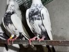 Pigeon
