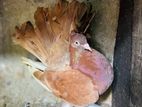 Pigeon