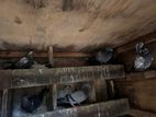 Pigeon