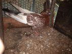 Pigeon