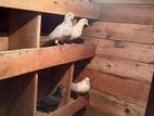 Pigeons