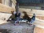 pigeon