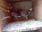 Pigeon in Colombo