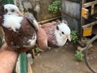 Pigeons