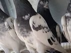 Pigeons