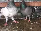 Pigeons
